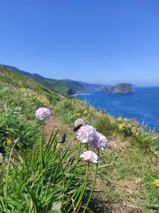 Armeria 3