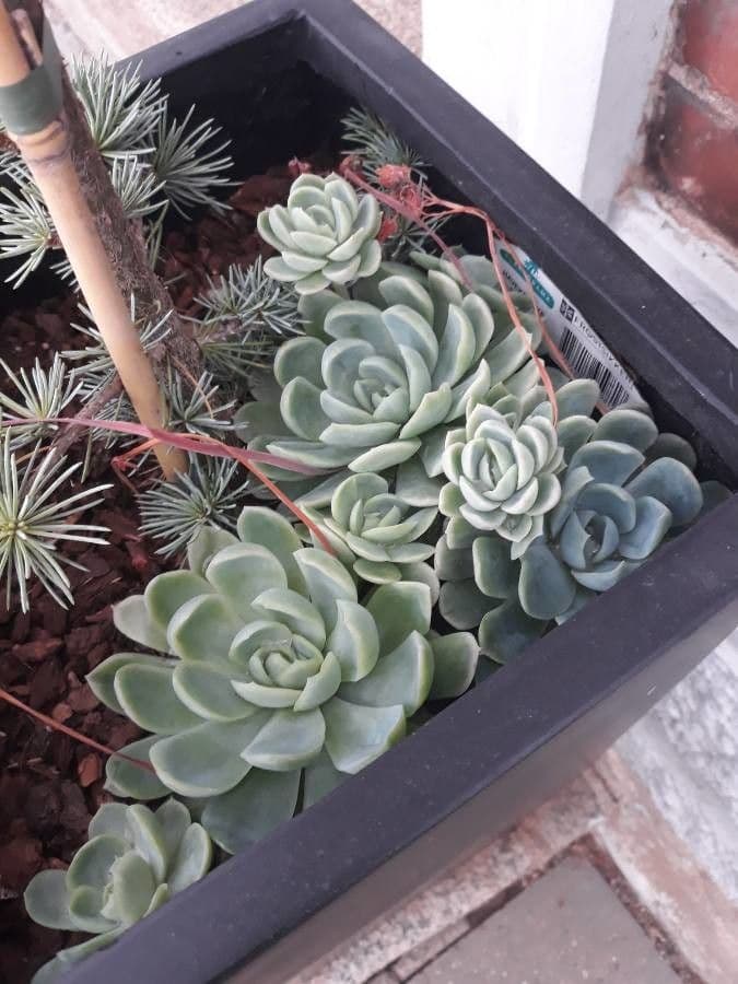 Echeveria elegante 15