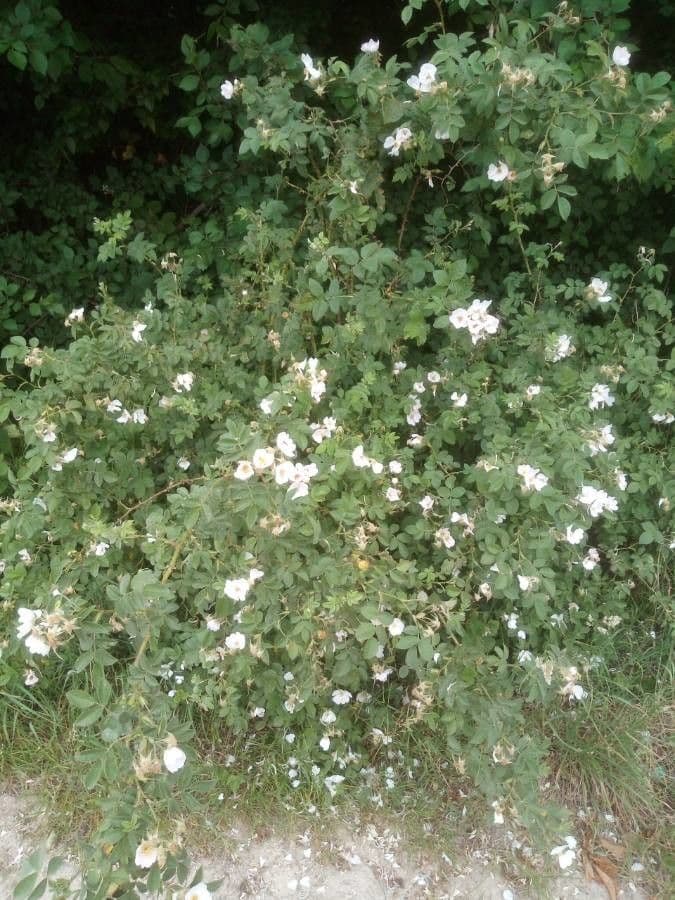 Rosa tomentosa 15