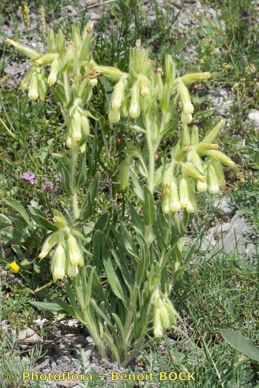 Onosma 11