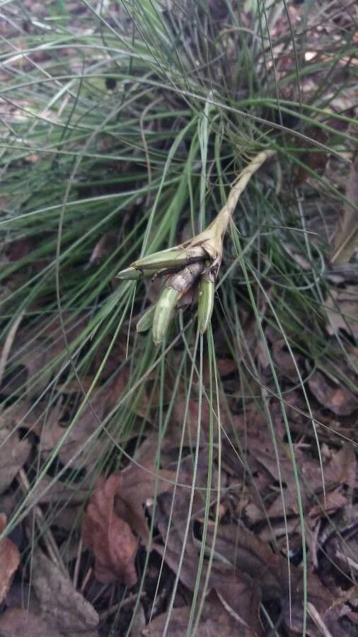Tillandsia juncea 14