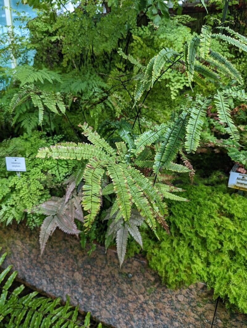 Adiantum 4