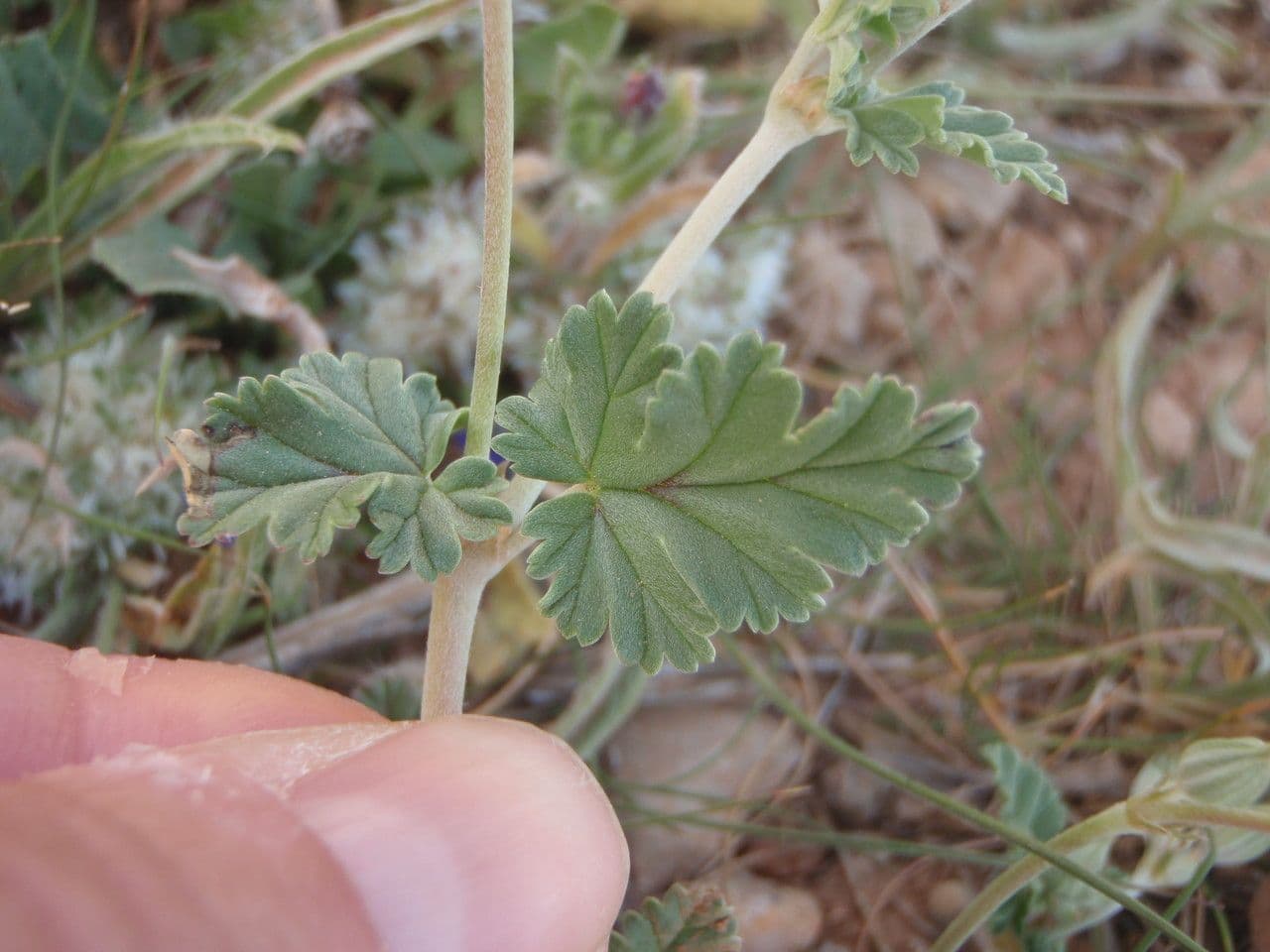 Gefleckte Reiherschnabel 10
