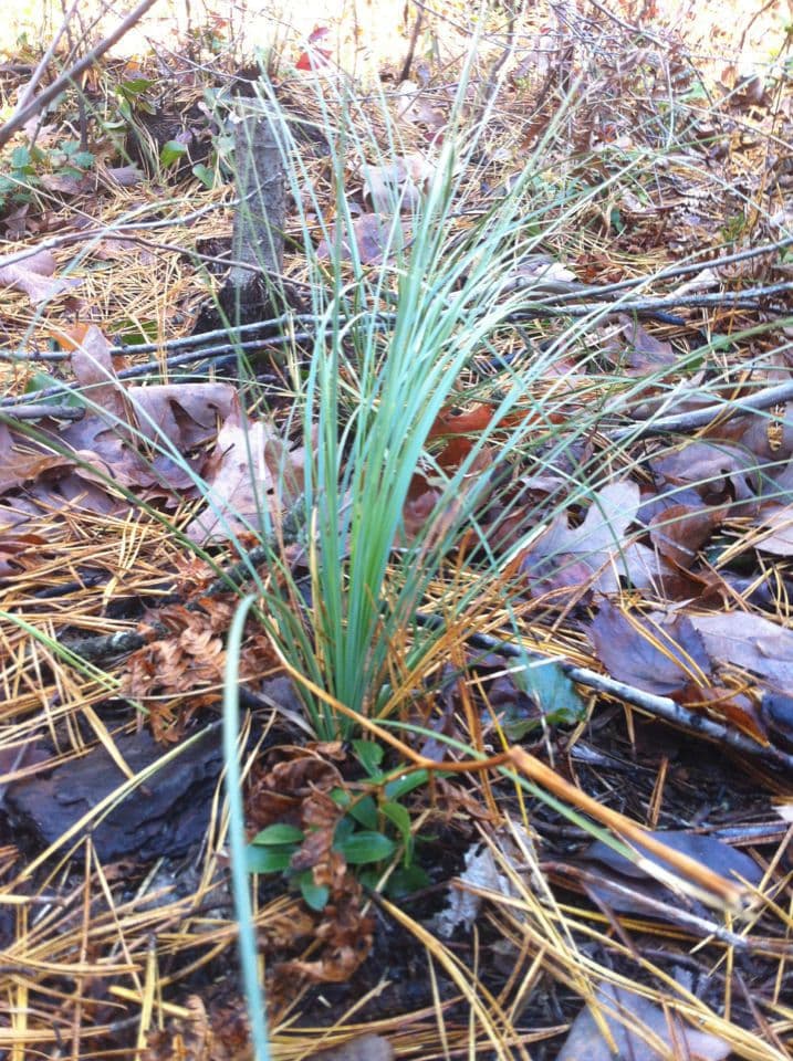 Xerophyllum 7