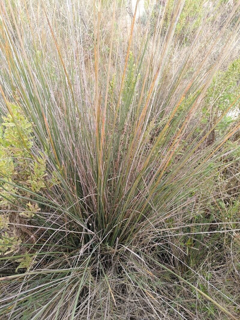 Junco marítimo 16