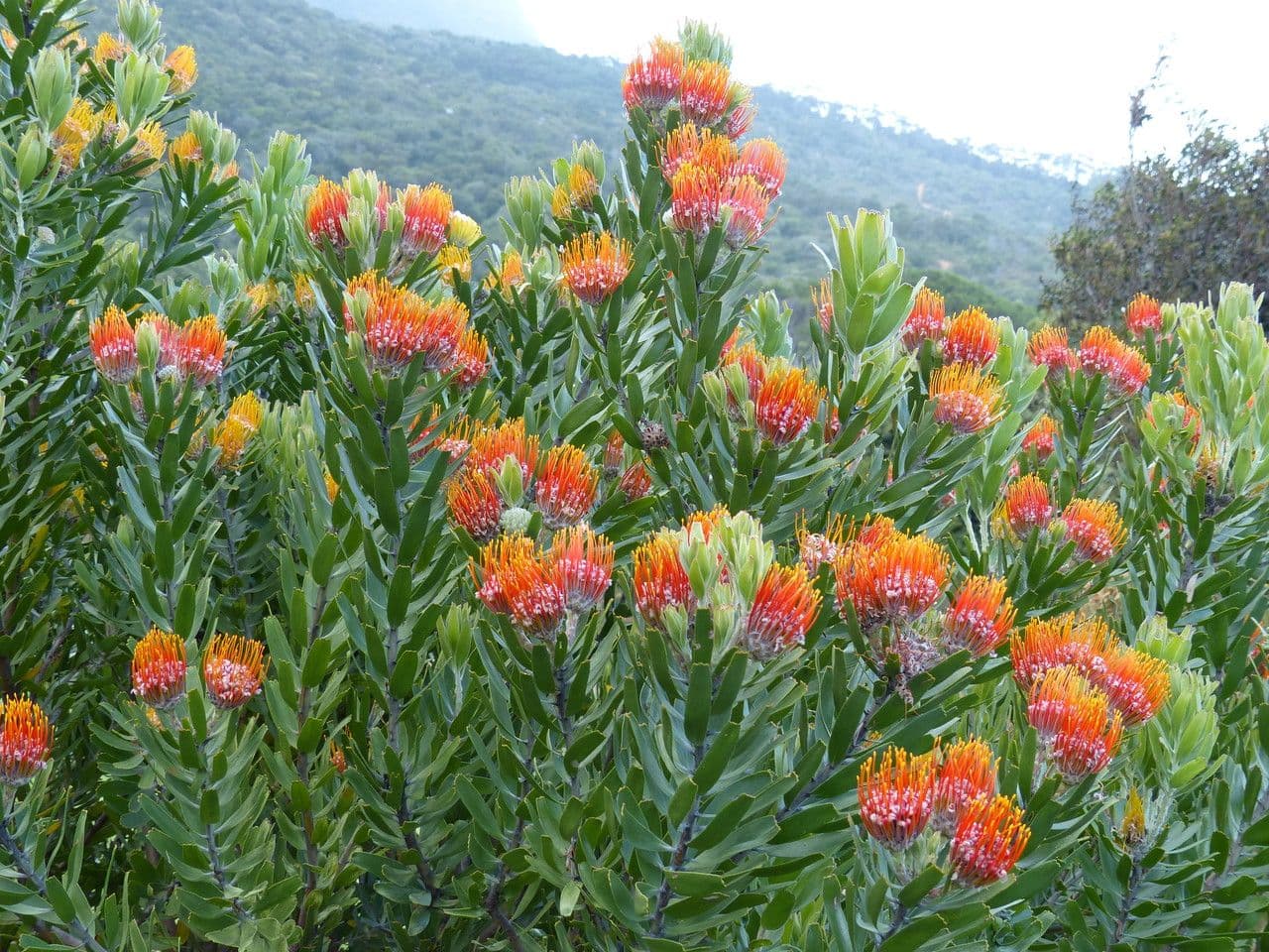 Leucospermum 7