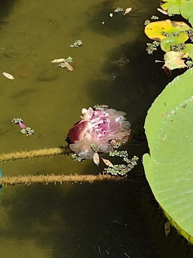 Riesen-Seerose 2