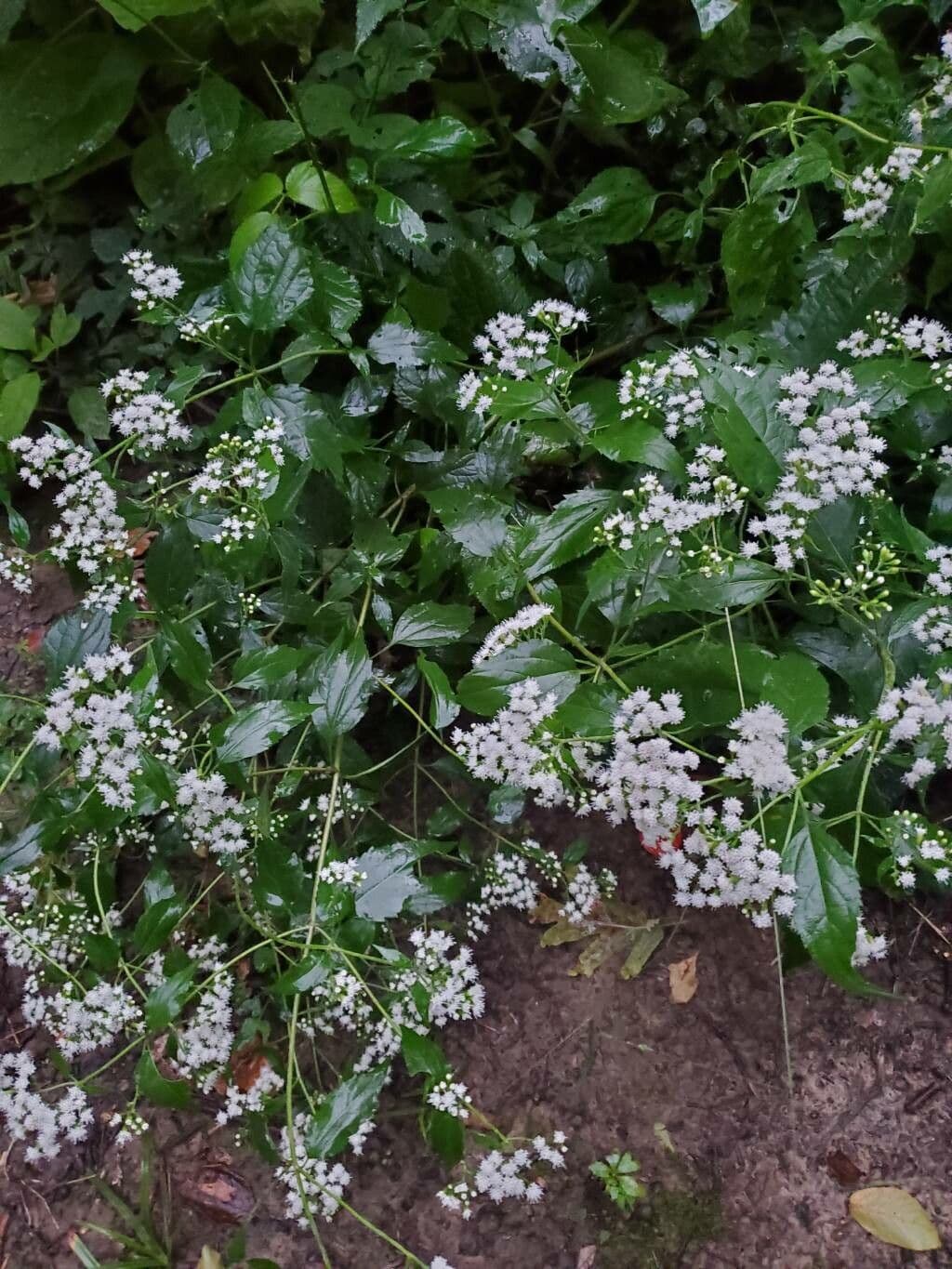 Ageratina 5