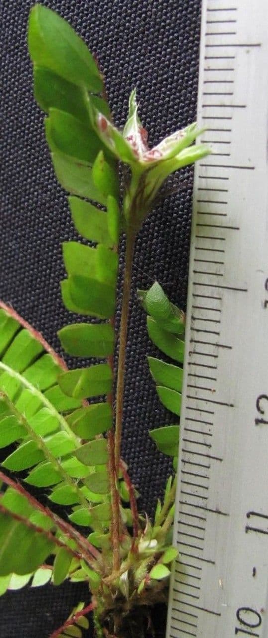 Biophytum 2