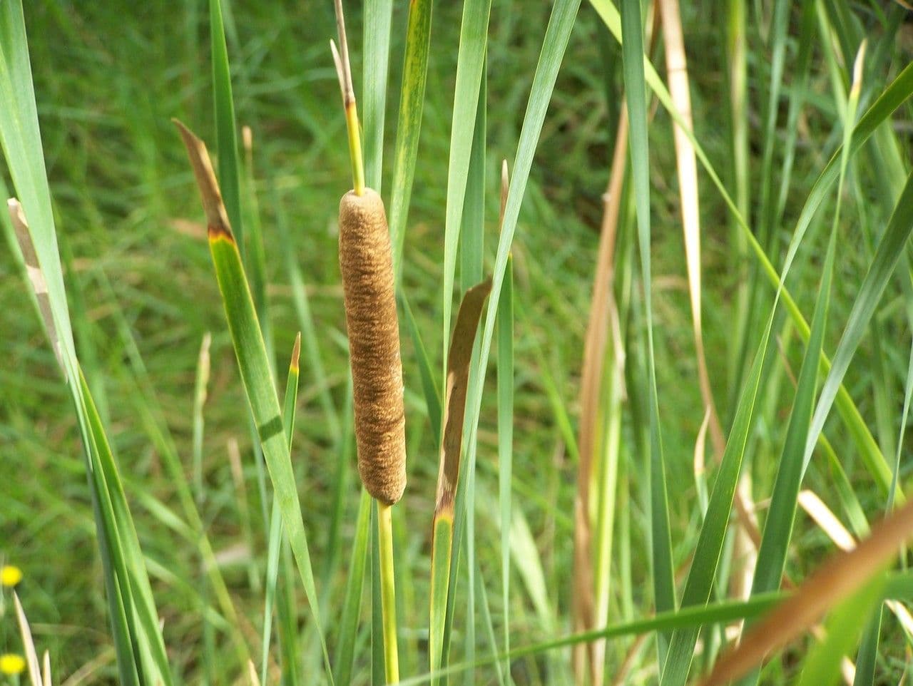 Totora 5