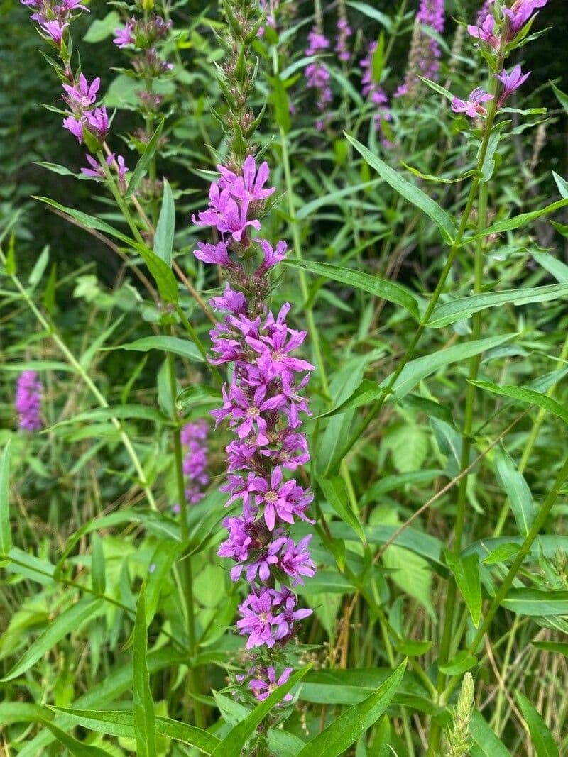 Salcerella 6