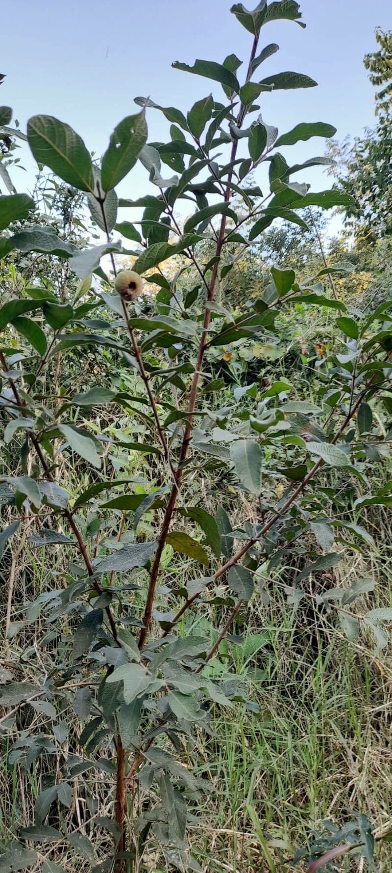 Campomanesia guazumifolia 5