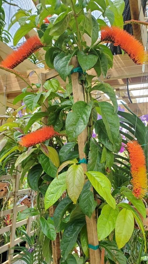 Combretum 9