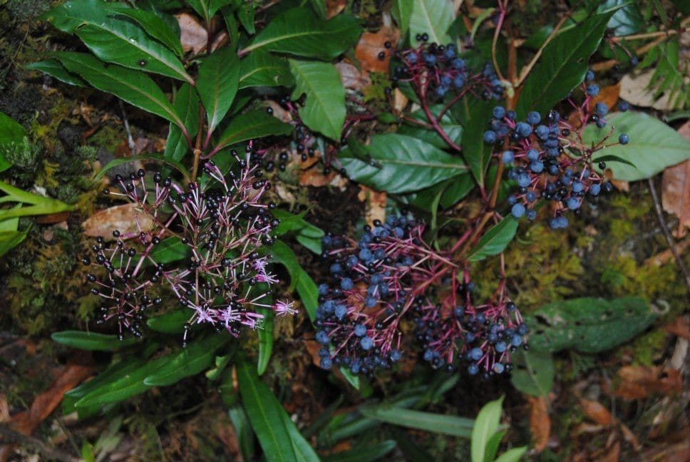 Fuchzia 11