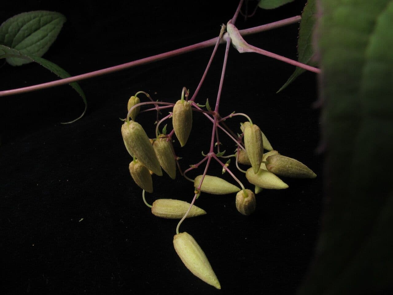 Clematis connata