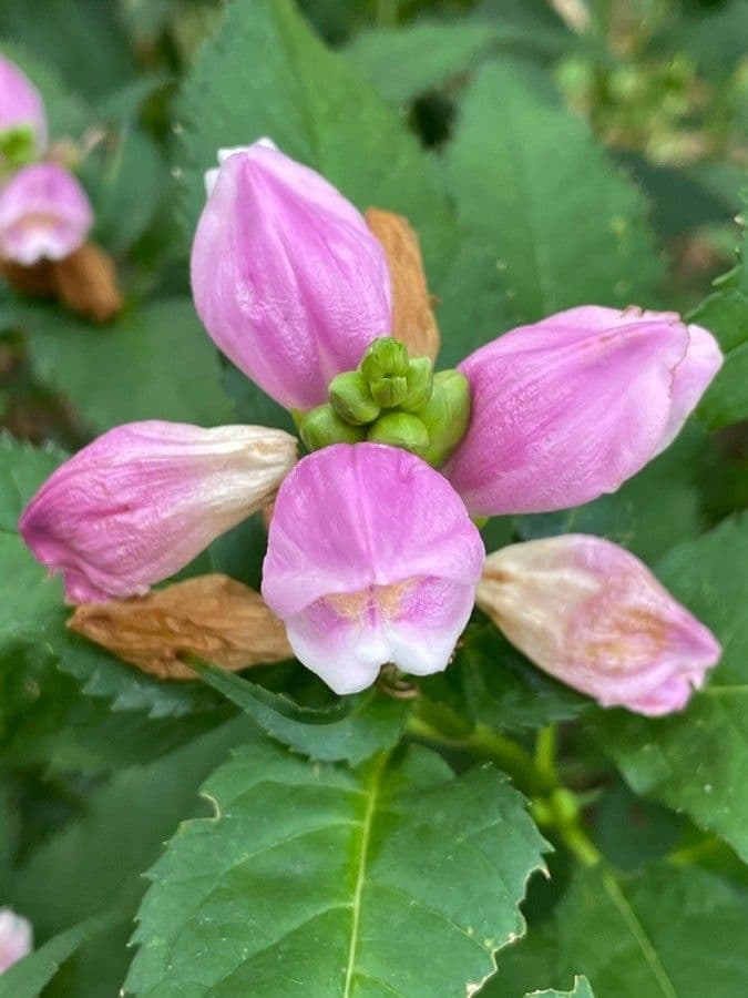Chelone di Lyon 3