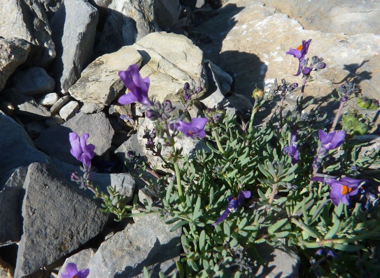 Linaria alpina 12