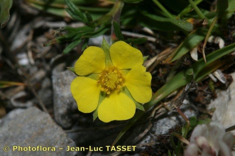 Potentilla multifida 3