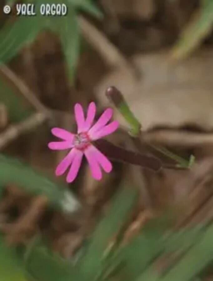 Silene cretica 5