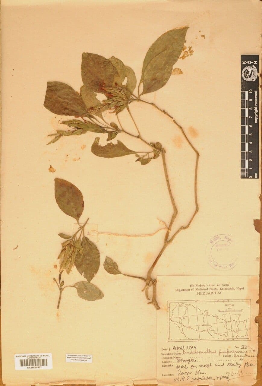 Eranthemum 15