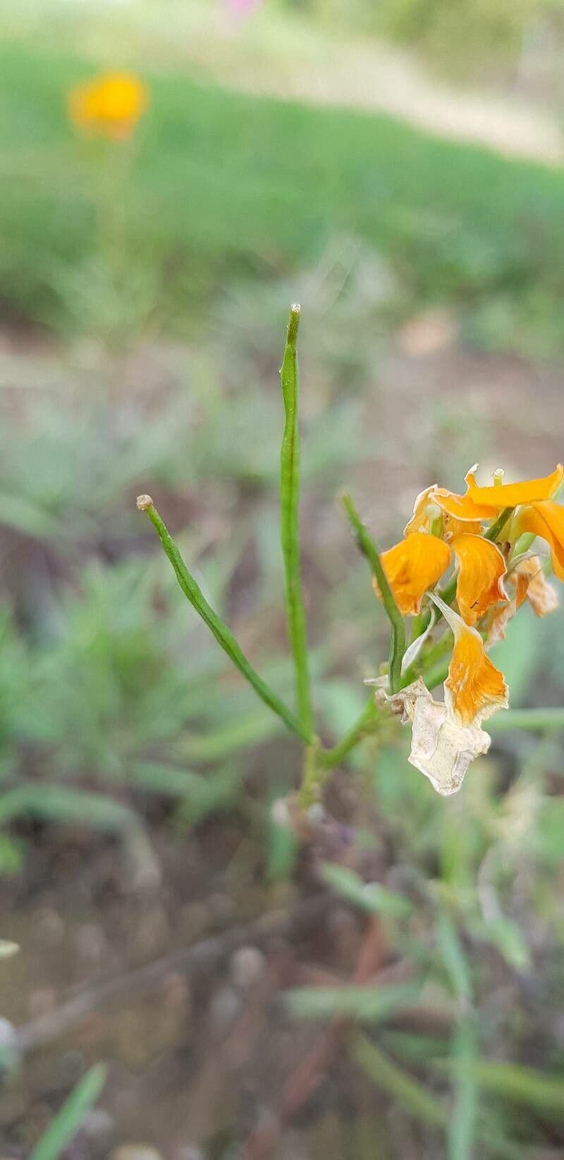 Violaciocca afghana