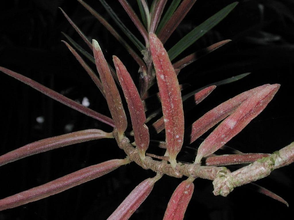 Columnea 4