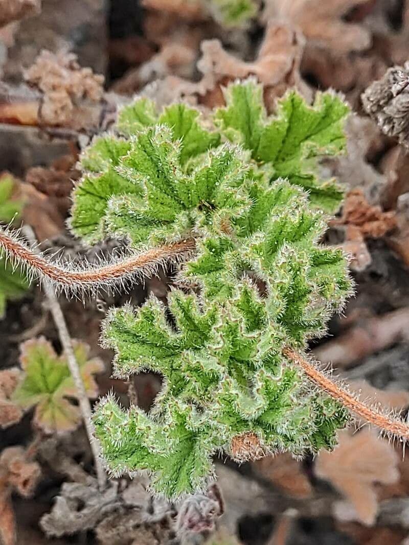 Geranio capitatum 12
