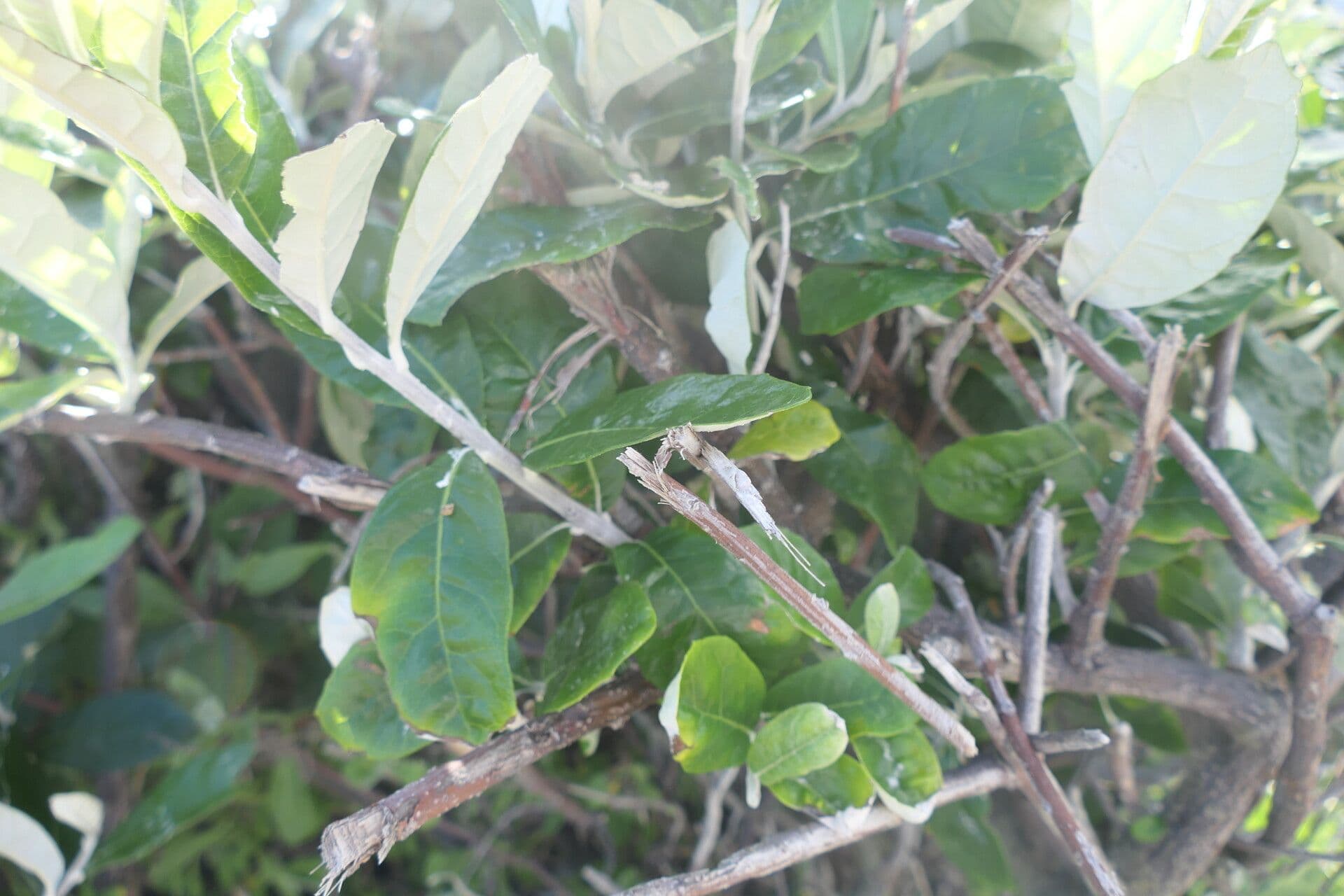 Brachylaena discolor