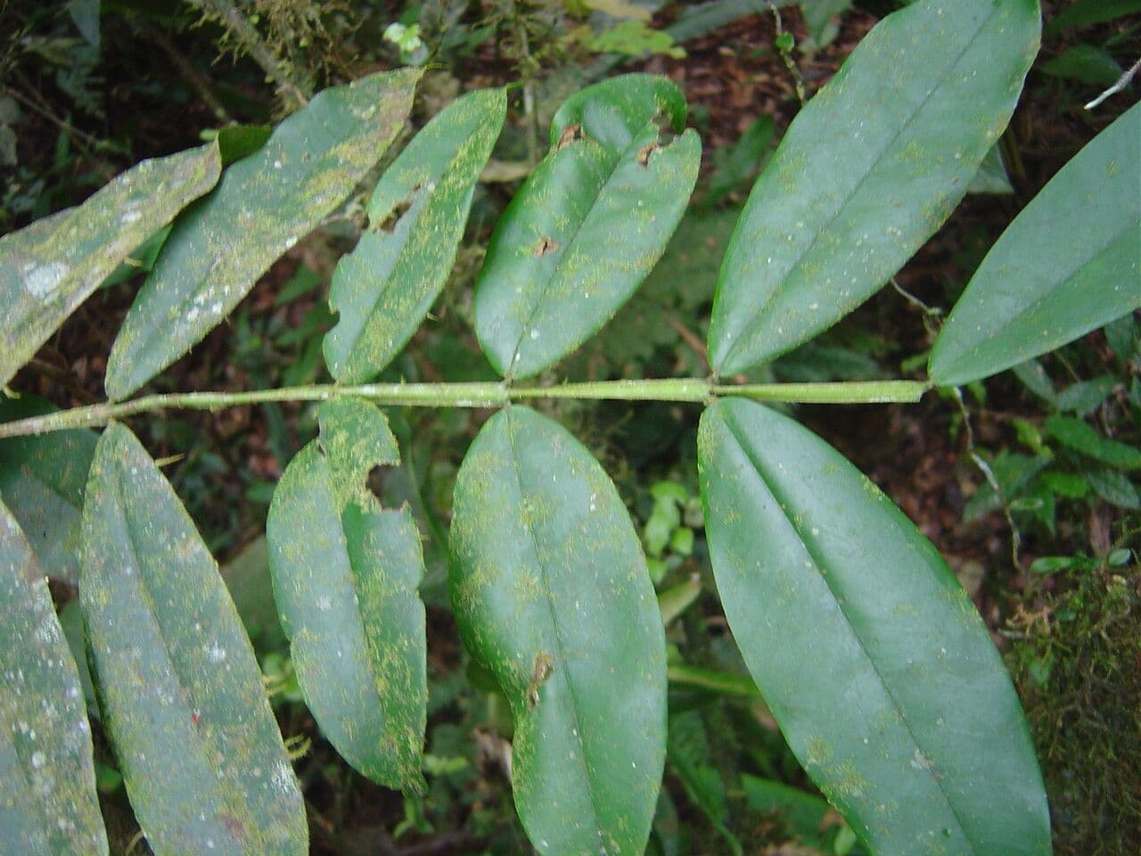 Plinia 2