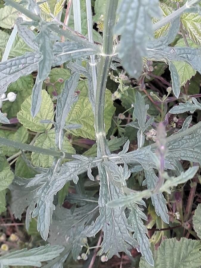 Verbena comune 20