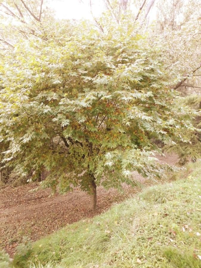 Platanus orientalis 14