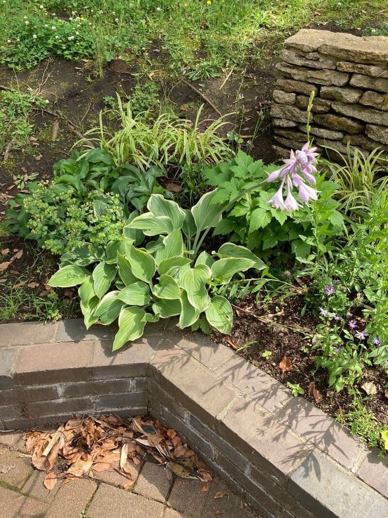 Hosta 8