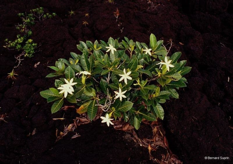Aubrys Gardenie 10