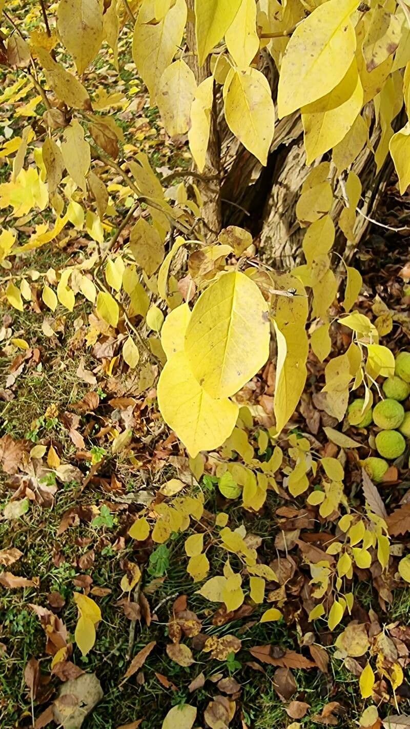 Osagedorn 19