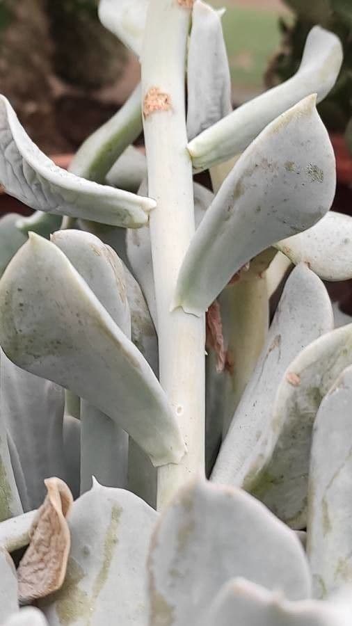 Echeveria 17