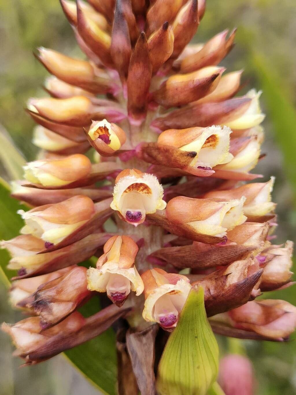 Elleanthus
