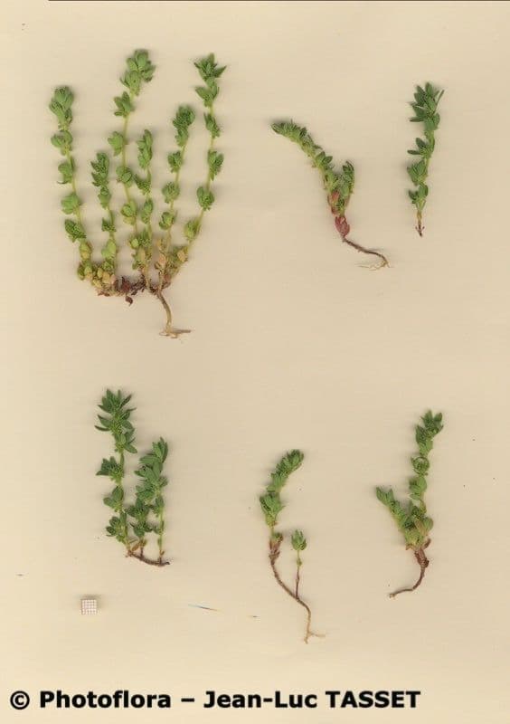 Paronichia spinosa 4