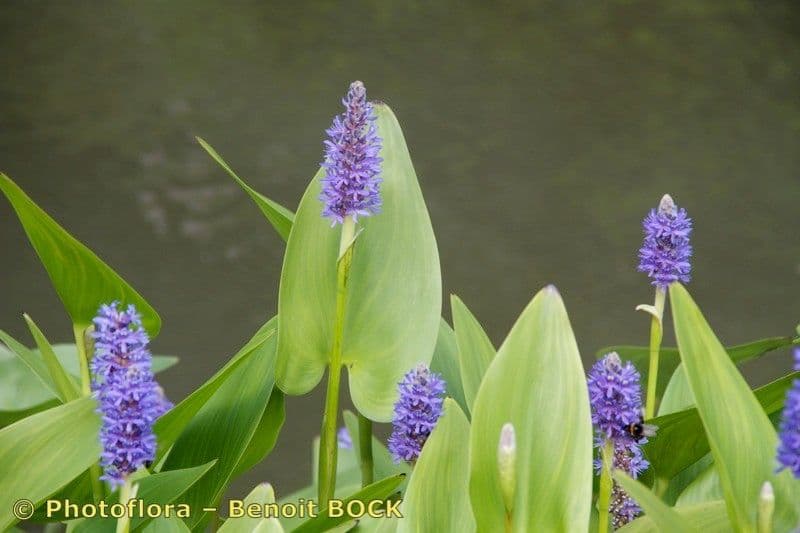 Pontederia 27