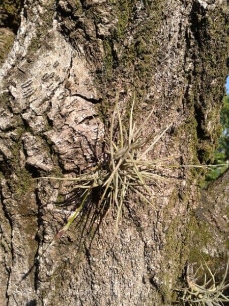 Tillandsia 12