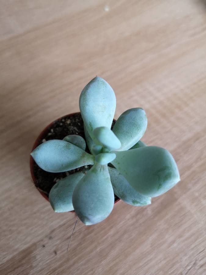 Pachyphytum 24