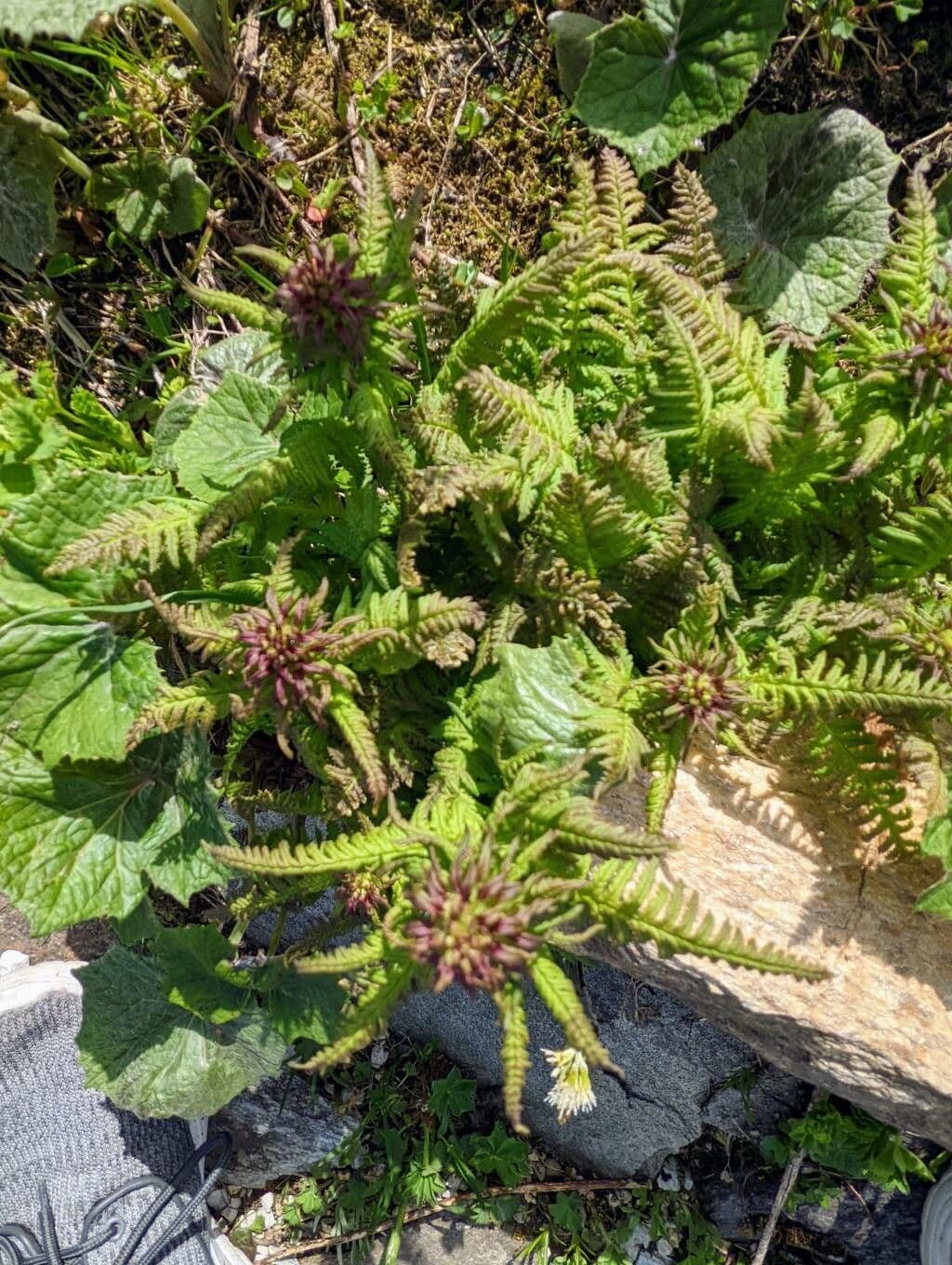 Pedicularis senza becco 15