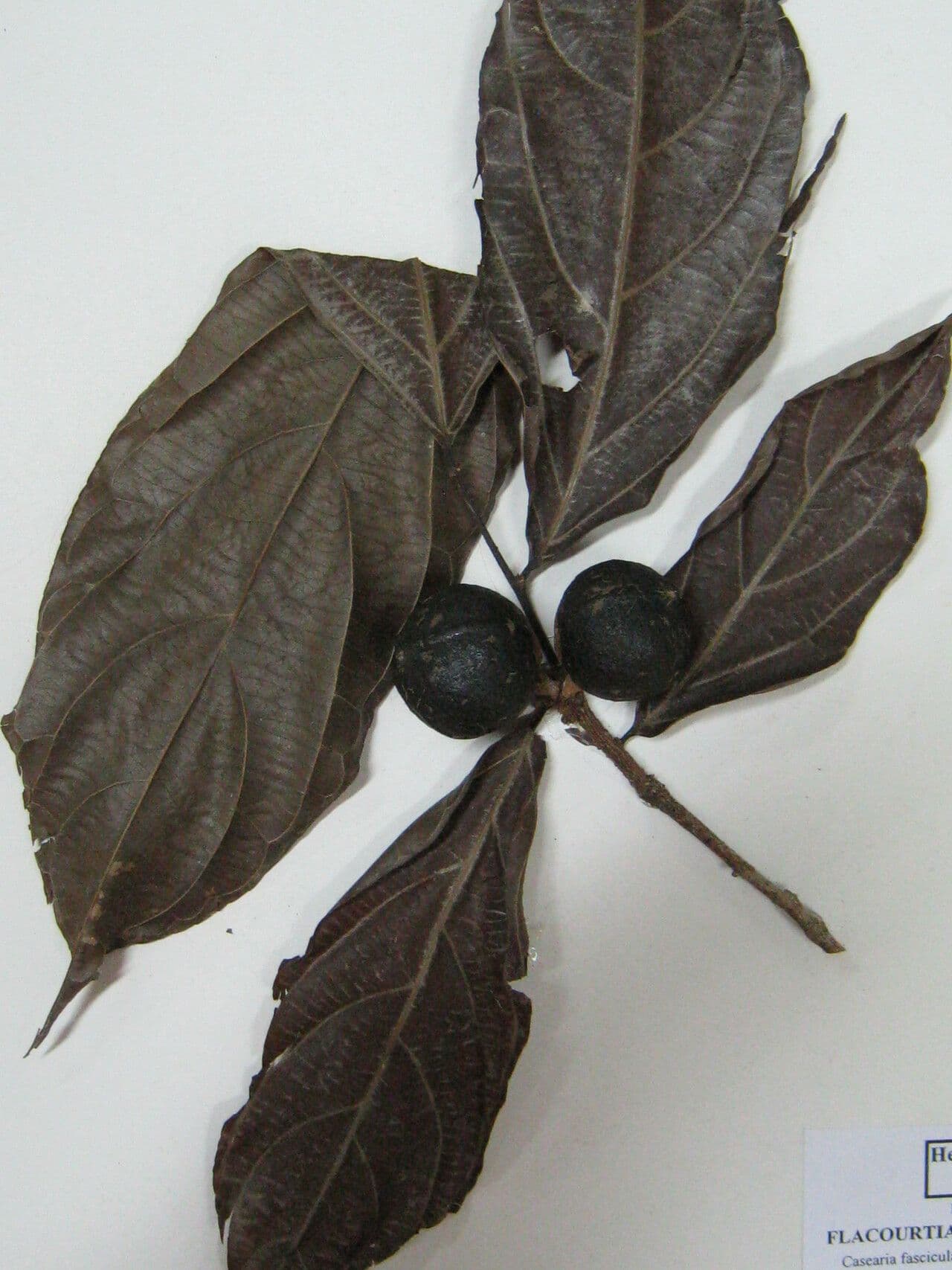 Casearia pitumba 12