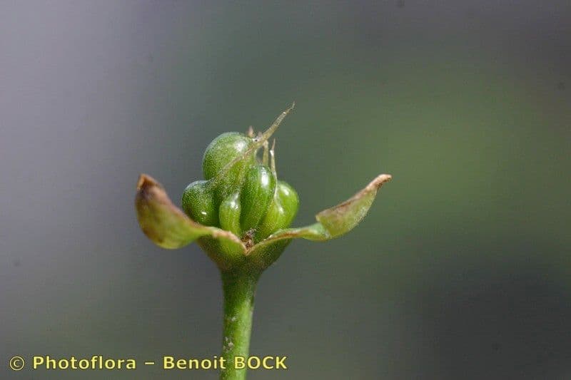 Caldesia parnassifolia
