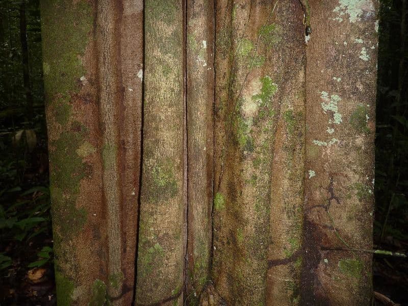 Aspidosperma 3