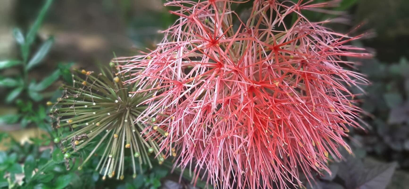 Scadoxus 5