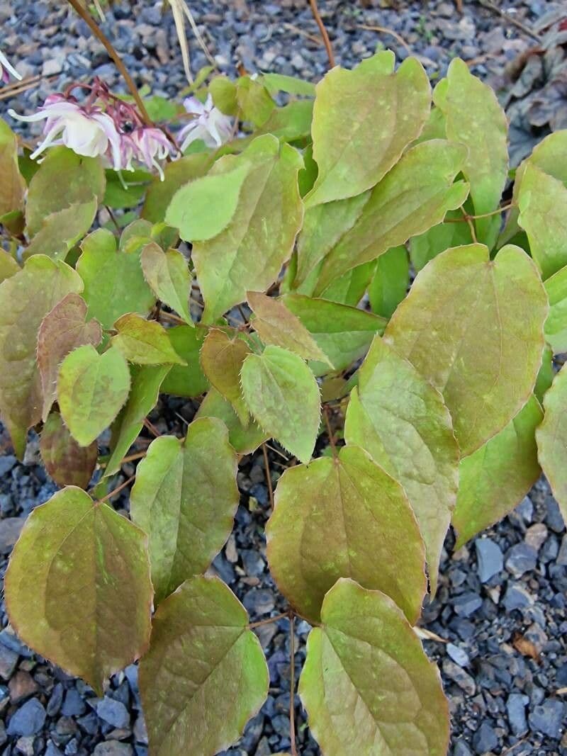 Großblütiges Elfenblümchen 10