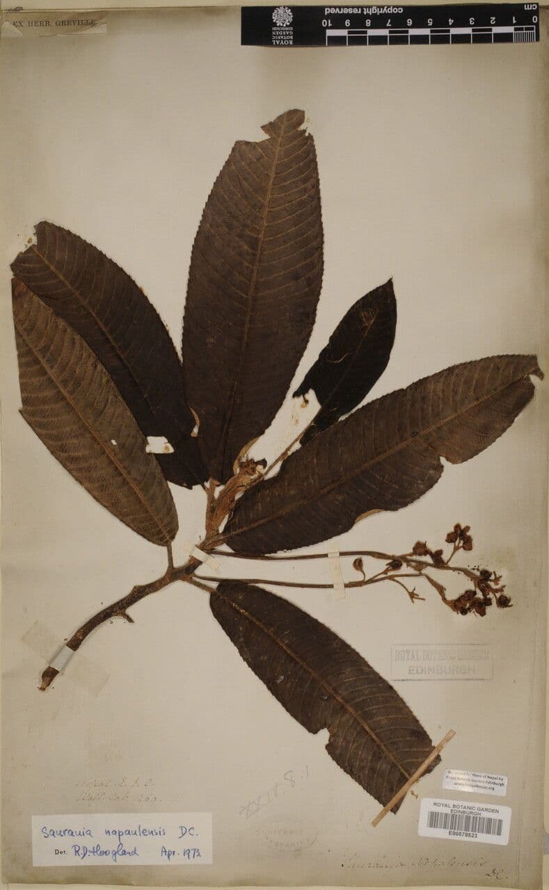 Saurauia 18