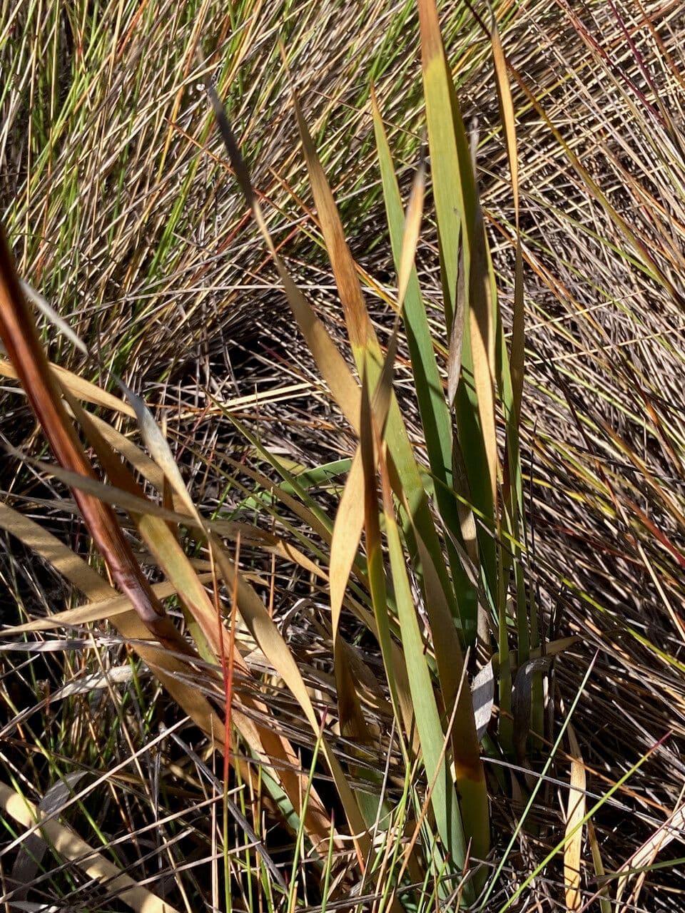 Iris del Chimborazo 11