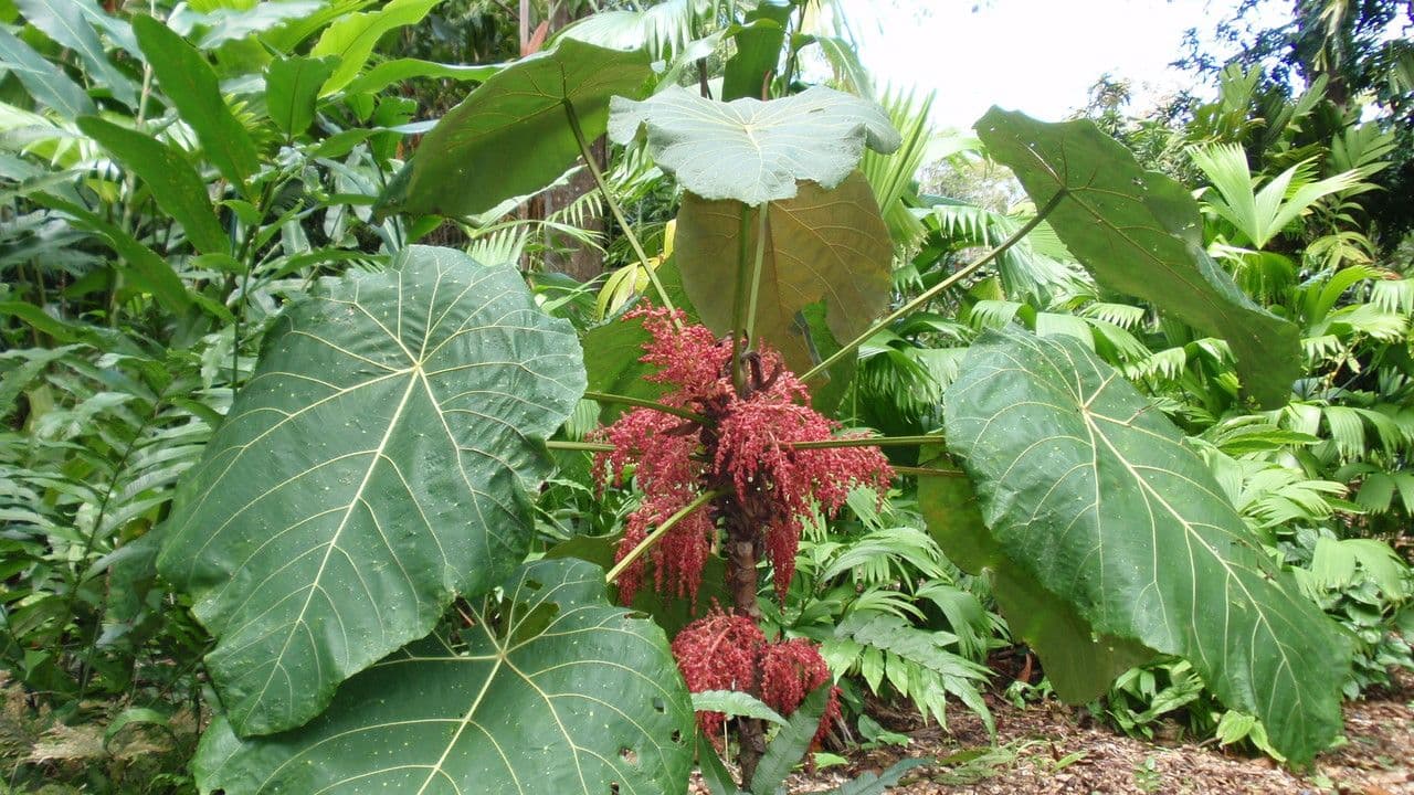 Macaranga 4