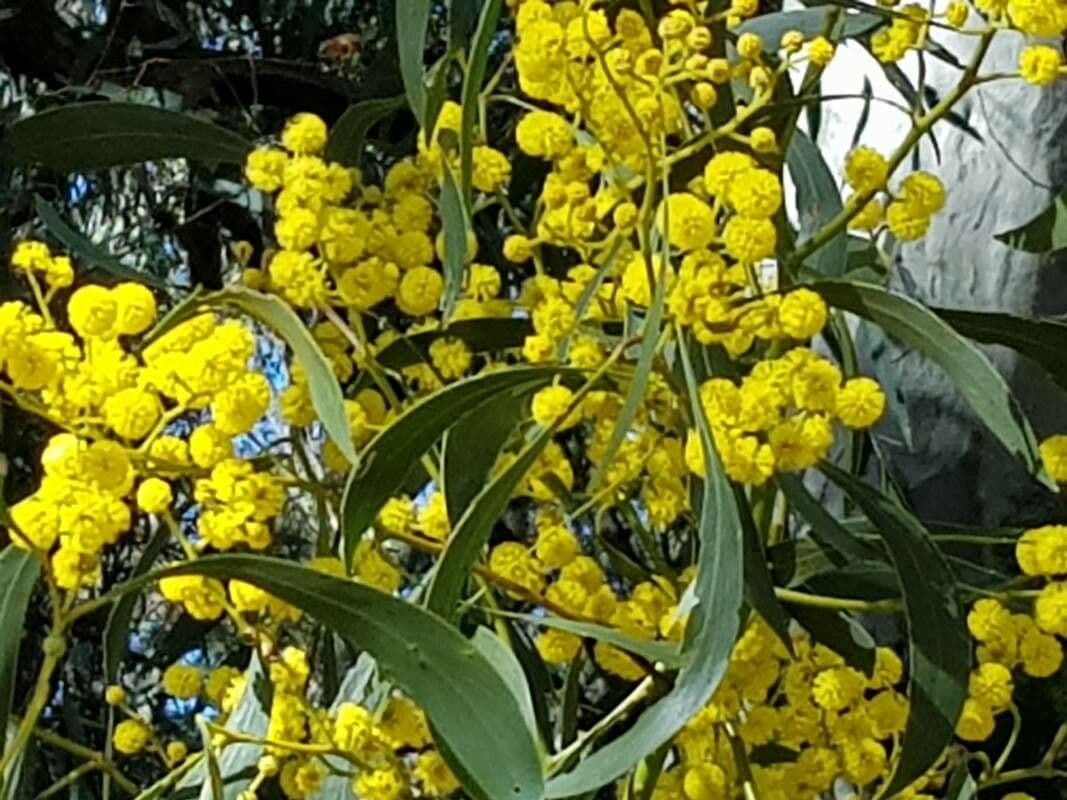 Mimosa dorata 16
